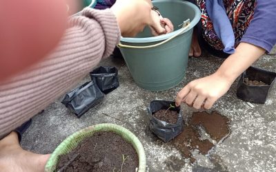 Kegiatan Pembibitan Budidaya Tanaman Terong Oleh Santriwan-Santriwati Podok Pesantren Darul Mukmin