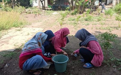 Kegiatan Penyemaian Budidaya Tanaman Terong Oleh Santriwati Pondok Pesantren Darul Mukmin